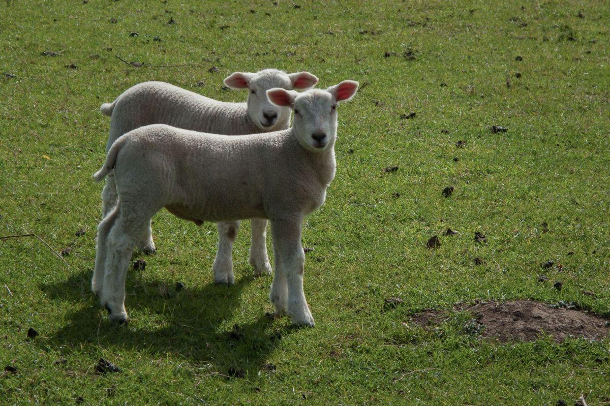 Two lambs in a green field