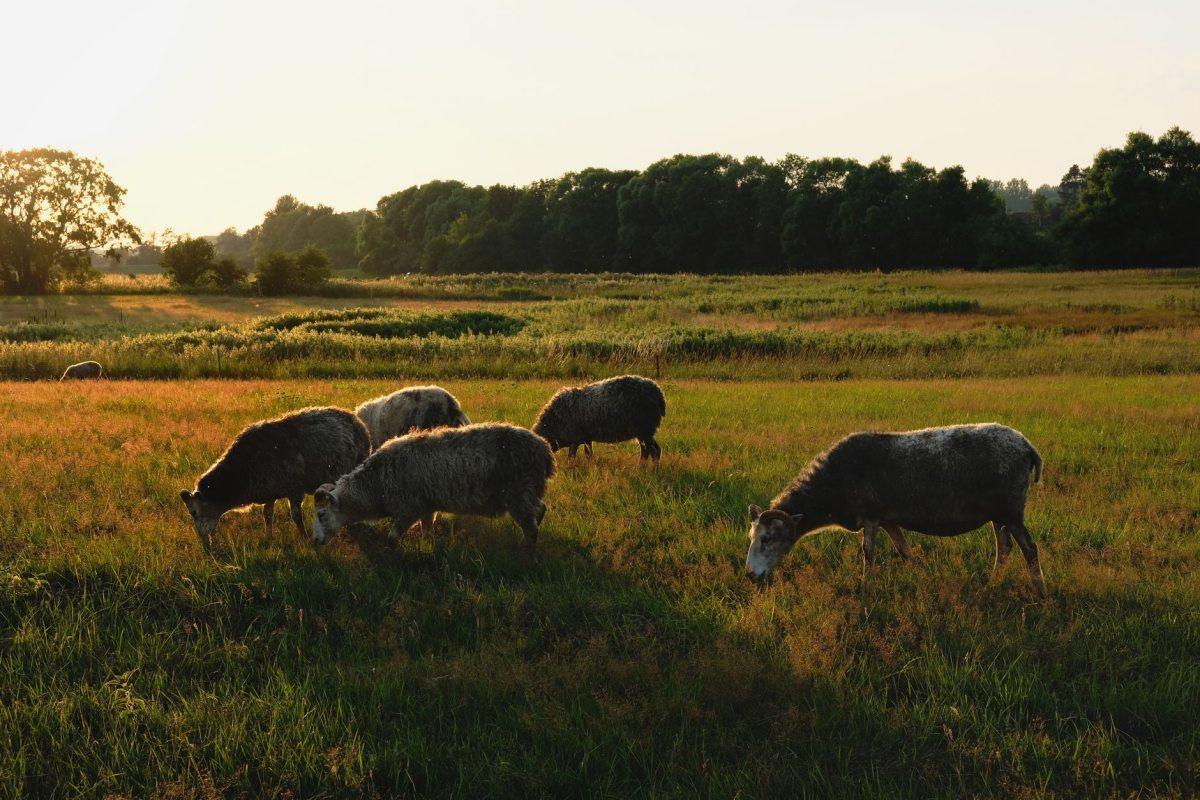 Sheep grazing at sunset