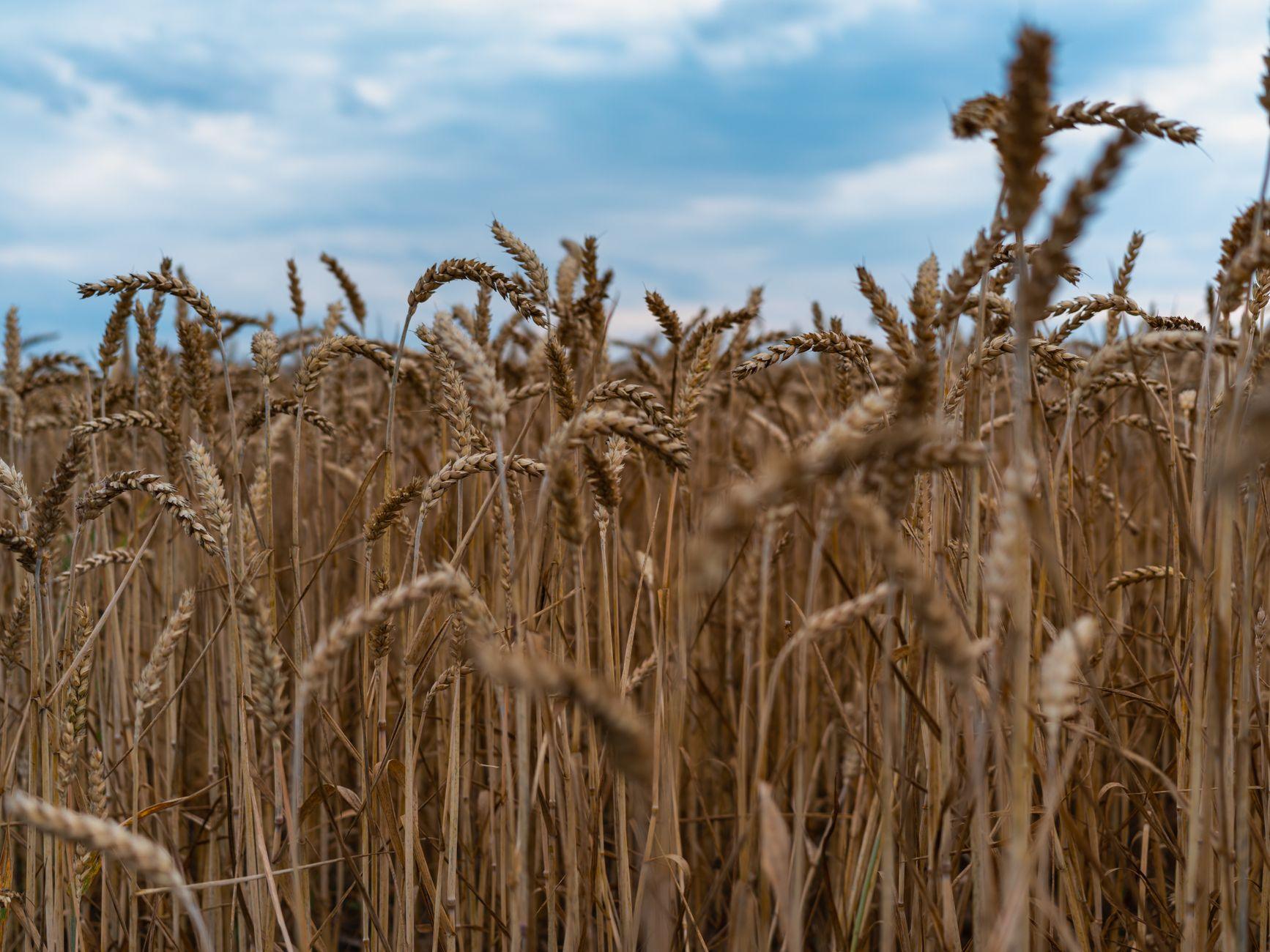 A ripe wheat field under a clear sky, the staple crop behind the fidya measure