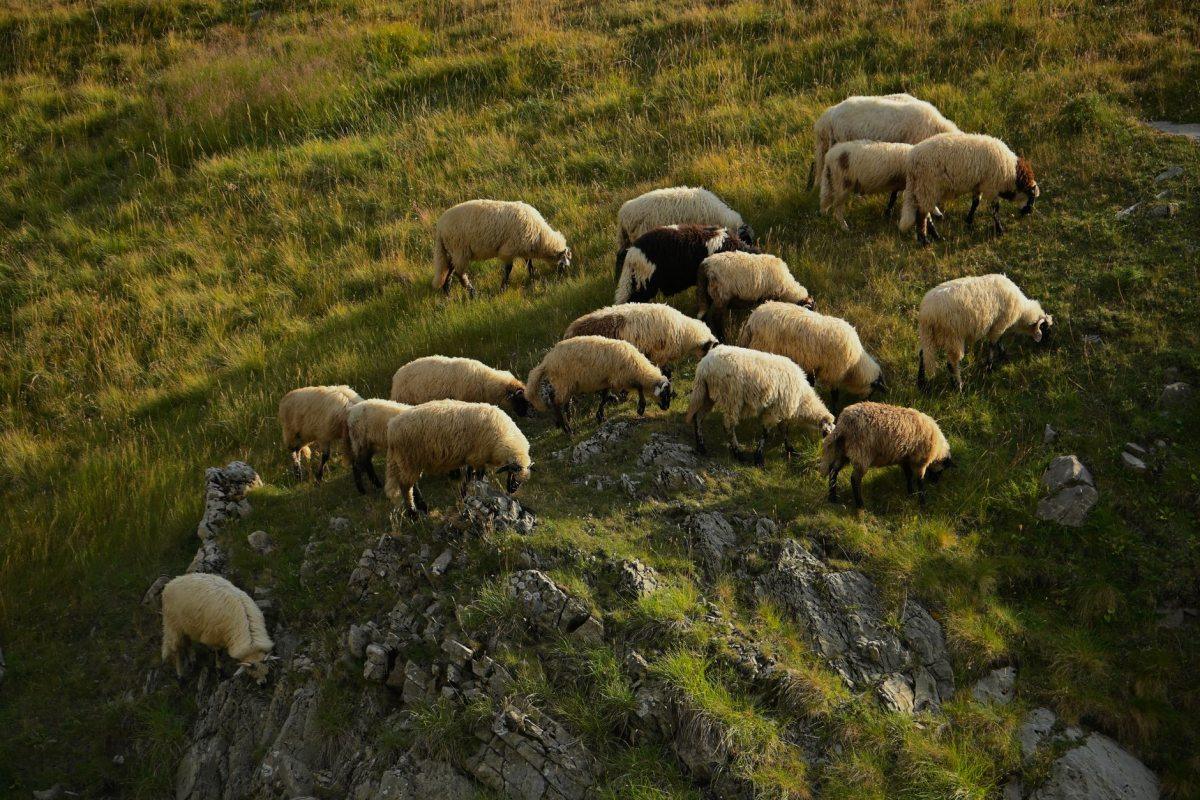 Sheep grazing on a hillside at golden hour