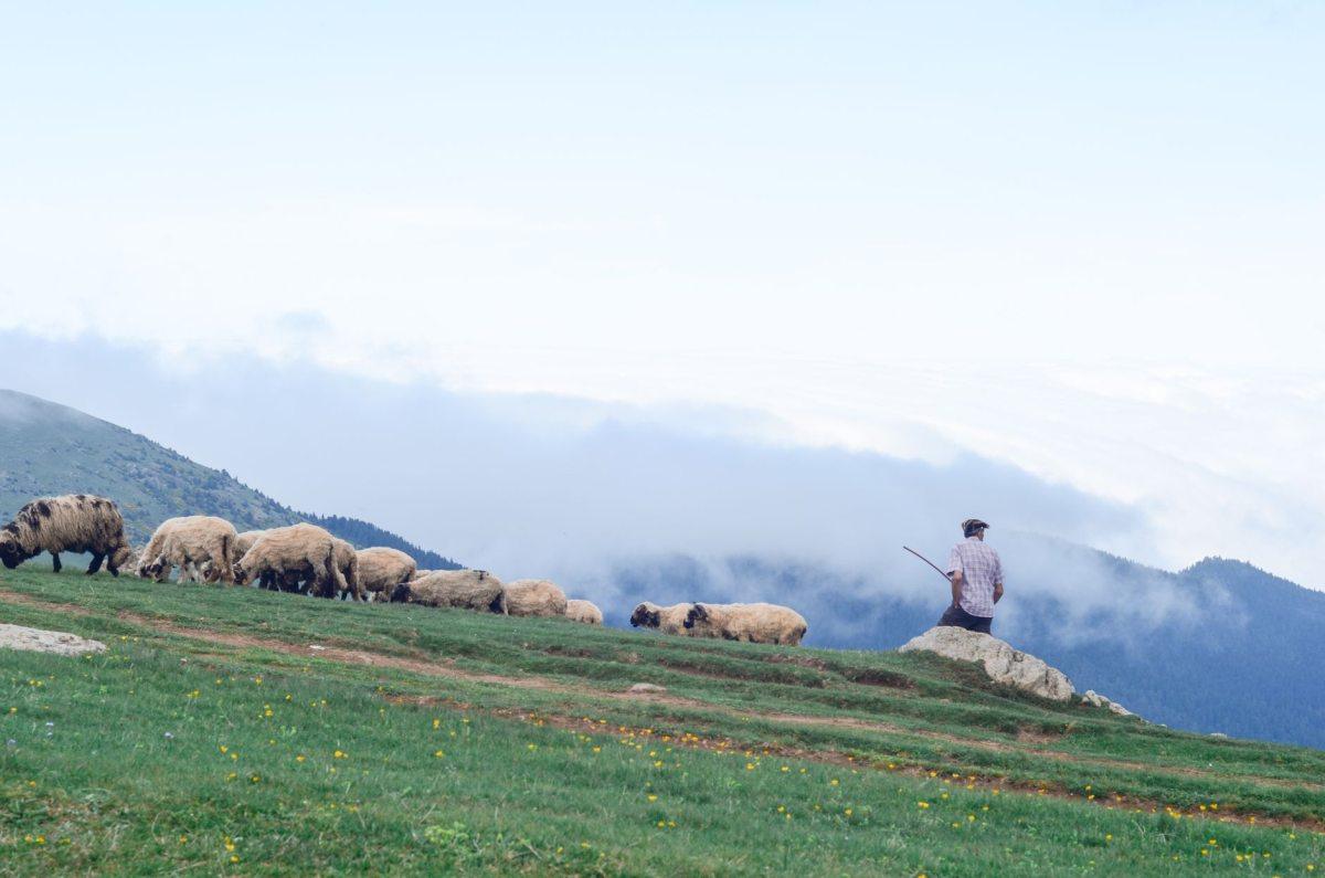 A shepherd with his flock above the clouds