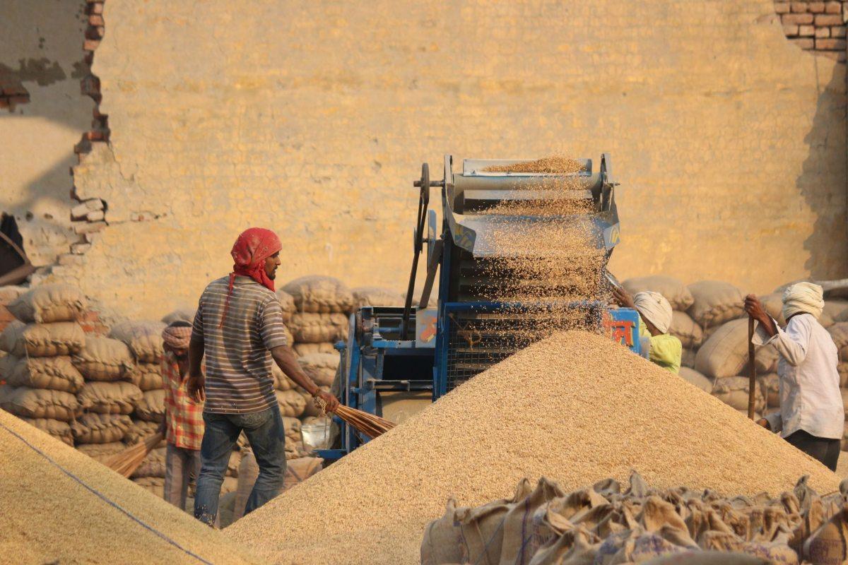Workers threshing golden grain by hand