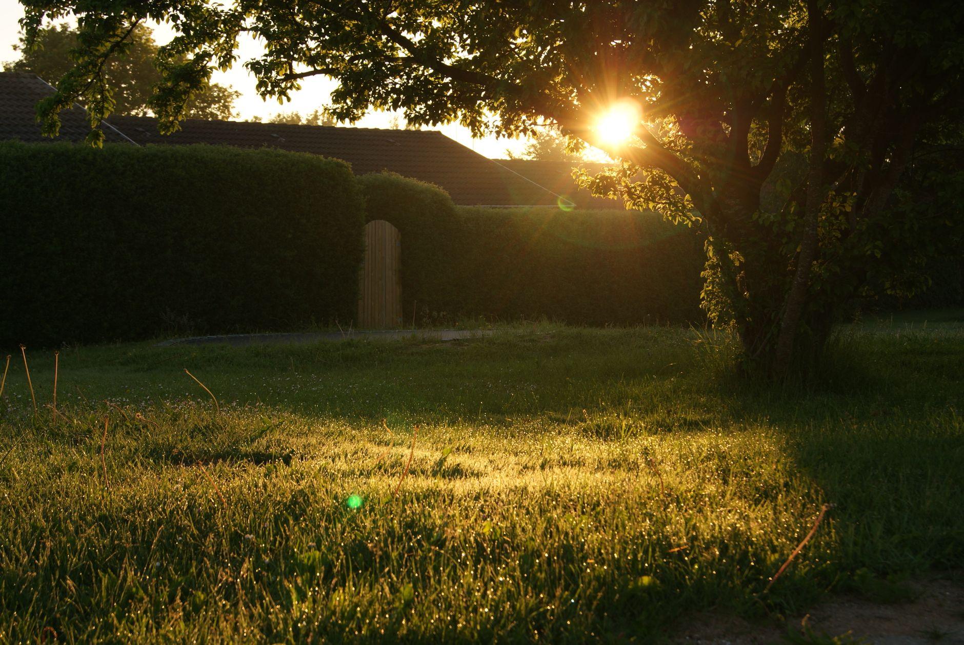 Morning sunlight through trees in a quiet garden