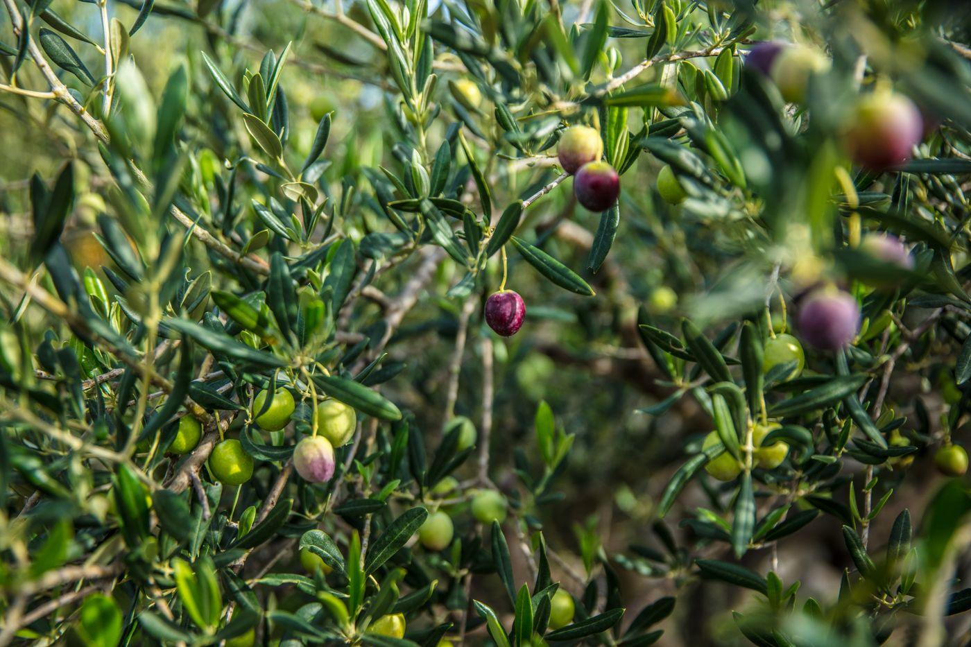 Sunlit olive tree branches, a symbol of ongoing charity